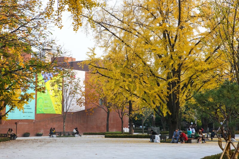 Ginkgo trees turning gold at Marronnier Park in Daehak-ro, Seoul's theatre district, where the festival is held