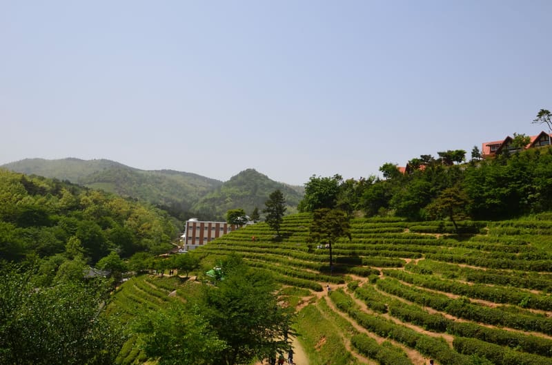 Rows of green tea bushes on a hillside in Boseong