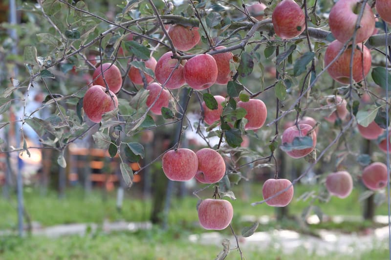Ripe red Cheongsong apples hanging on a tree in an orchard