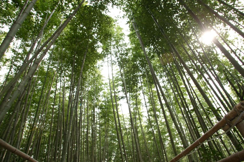 Looking up through a Damyang bamboo grove, photographed at the 2007 Damyang Bamboo Festival