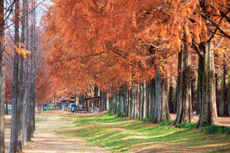 The Metasequoia Road in Damyang in autumn, beside Metaland where the festival is held