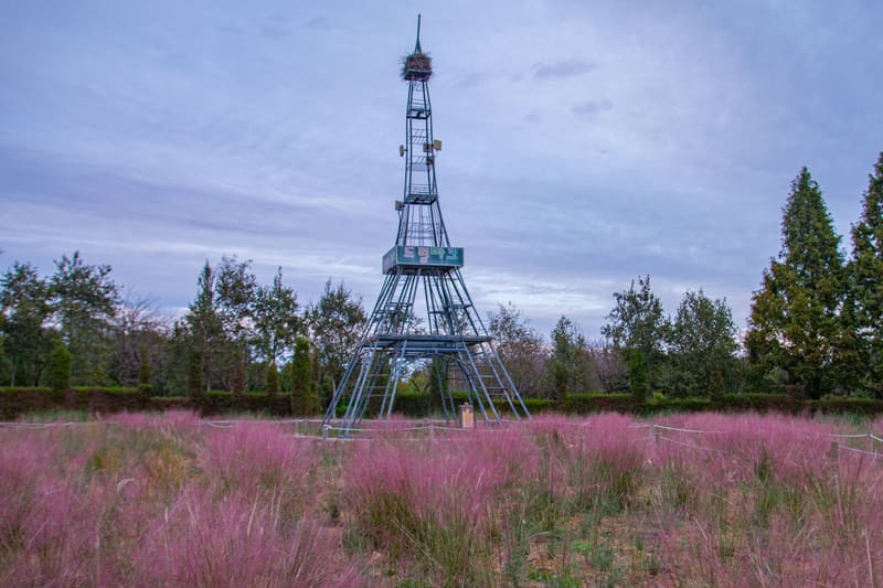 Pink autumn grasses at the Dream Park Wildflower Complex in Incheon, where the festival is held