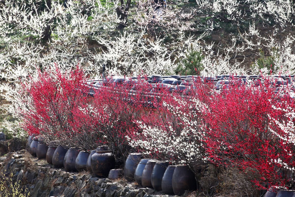 Red and white plum blossoms above rows of sauce jars in Gwangyang's Maehwa Village, March 2015