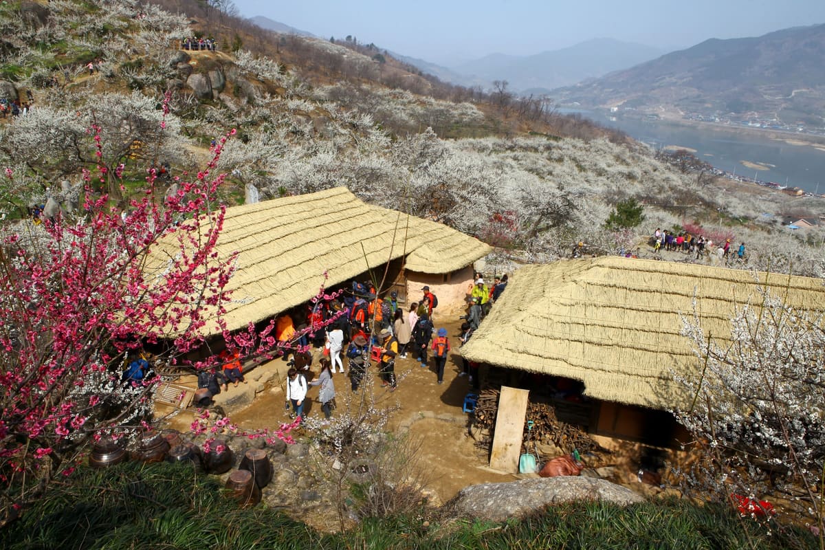 Visitors among thatched-roof houses on the blossoming hillside, March 2015