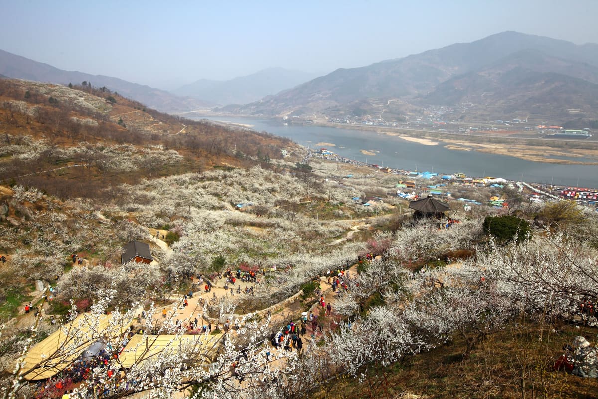 Plum blossoms covering the hillside above the Seomjin River, with festival crowds on the paths, March 2015