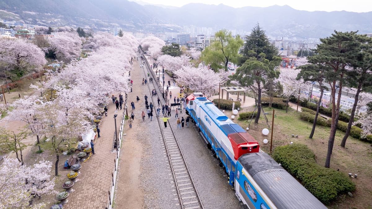 Cherry trees in bloom along the railway at Gyeonghwa Station in Jinhae, with a parked train and visitors walking the tracks