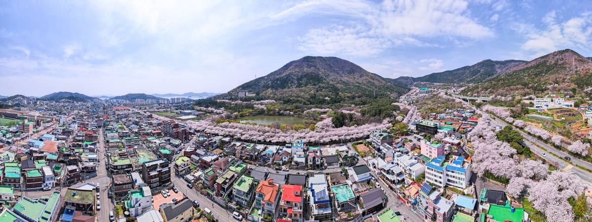 Aerial view of Jinhae, with cherry trees in bloom around a reservoir at the foot of the hills