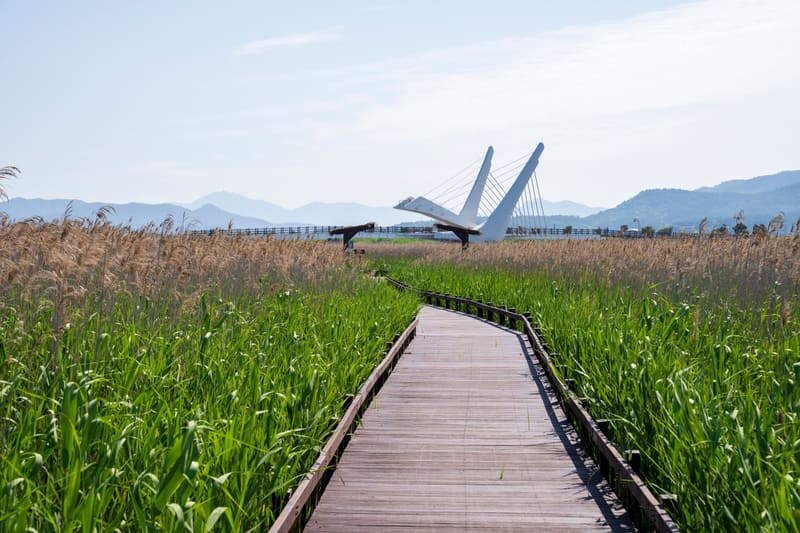 A boardwalk through the reed beds of Gangjin Bay Ecological Park, the festival's venue