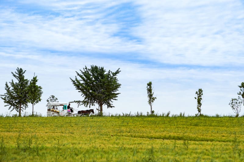 Green barley fields at Hakwon Farm during the 2018 Gochang Green Barley Field Festival, with a horse-drawn carriage on the horizon