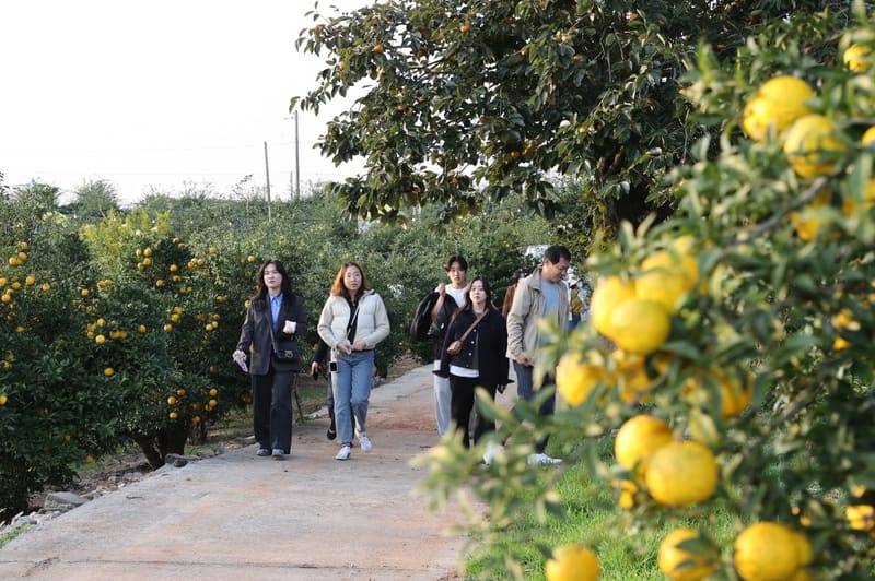 Visitors walking a path between yuzu trees heavy with ripe fruit at the 2025 Goheung Yuzu Festival