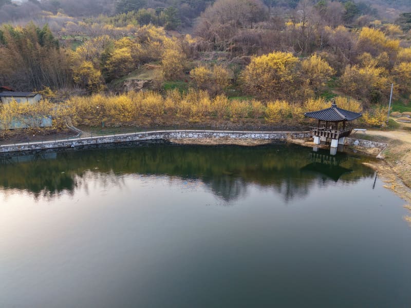 Sansuyu (cornelian cherry) trees in yellow bloom around a reservoir and pavilion in Gurye's sansuyu village