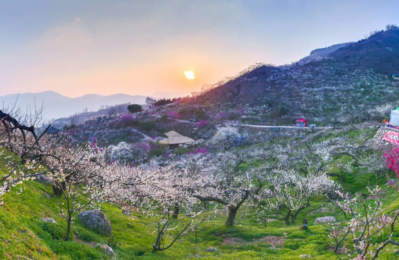 Plum trees in blossom on the hillsides of Gwangyang Maehwa Village at sunset