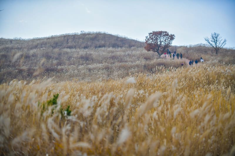 Silver grass on Hwangmaesan in Hapcheon in November 2019