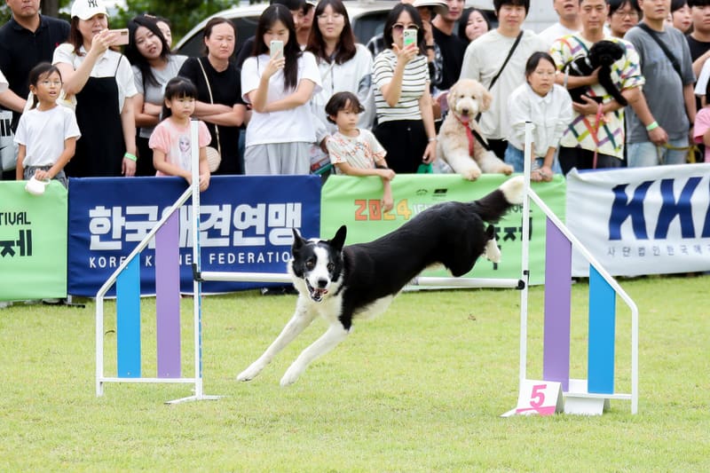 A border collie leaping between agility hurdles at the 2024 Icheon Pet Festival, watched by a crowd
