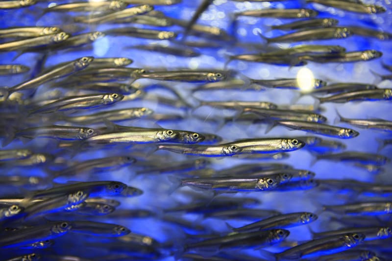 A shoal of icefish (smelt) in a blue-lit tank at the 2012 Inje Icefish Festival