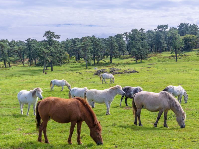 Jeju horses grazing on open pasture on Jeju Island