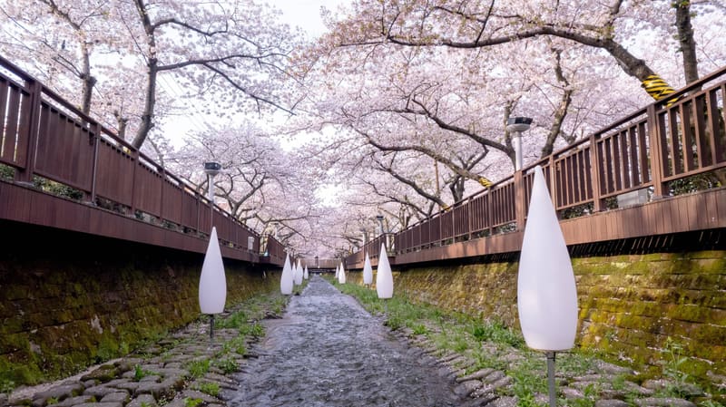 Cherry trees in full bloom arching over the Yeojwacheon stream during the 2024 Jinhae Gunhangje Festival