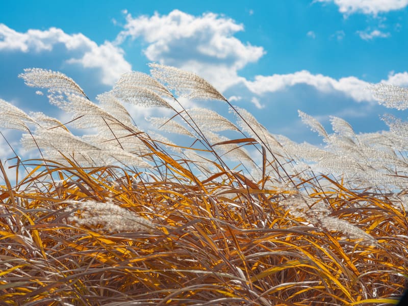 Silver grass plumes against a blue sky at Haneul Park in Seoul