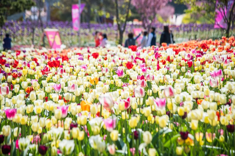 Tulip beds at the 2019 festival, then held at Korea Flower Park on Anmyeondo