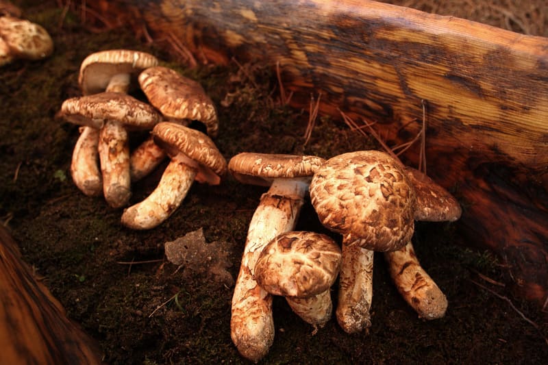 Pine mushrooms (songi) displayed on forest soil at the 2009 Yangyang Pine Mushroom Festival